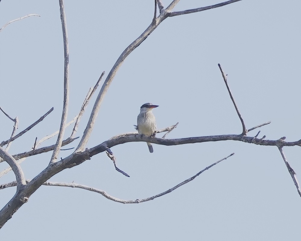 Striped Kingfisher - ML644623394