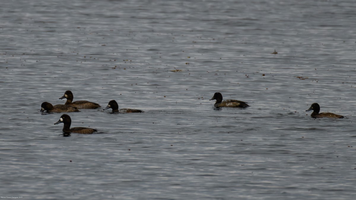 スズガモ - ML644623400