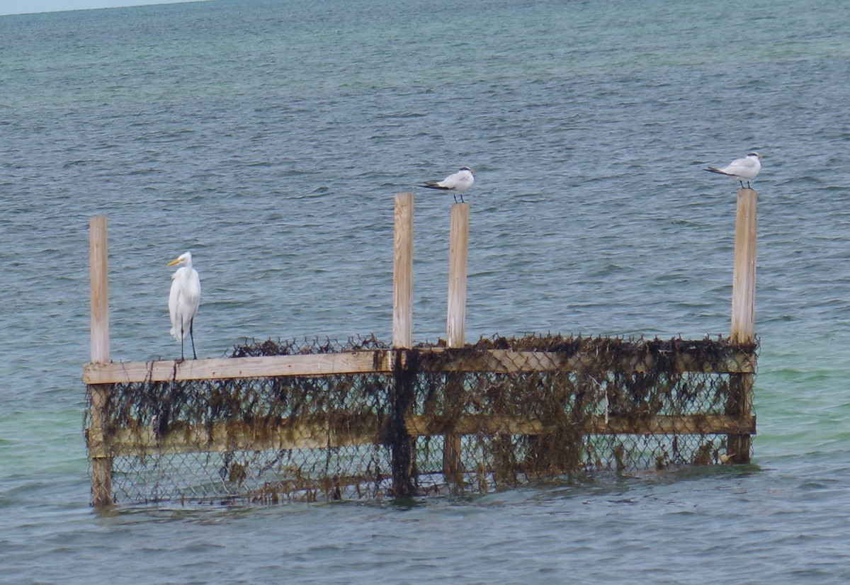 Royal Tern - ML644623407