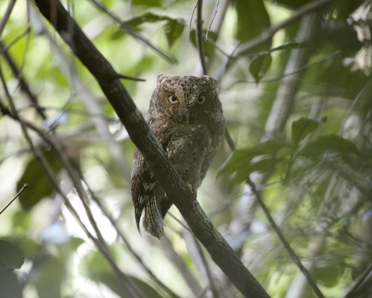 Sokoke Scops-Owl - ML644623422