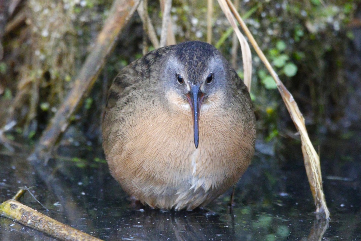 Virginia Rail - ML644623423