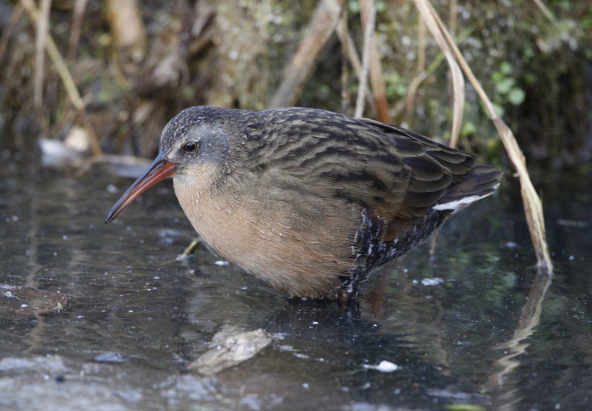 Virginia Rail - ML644623425