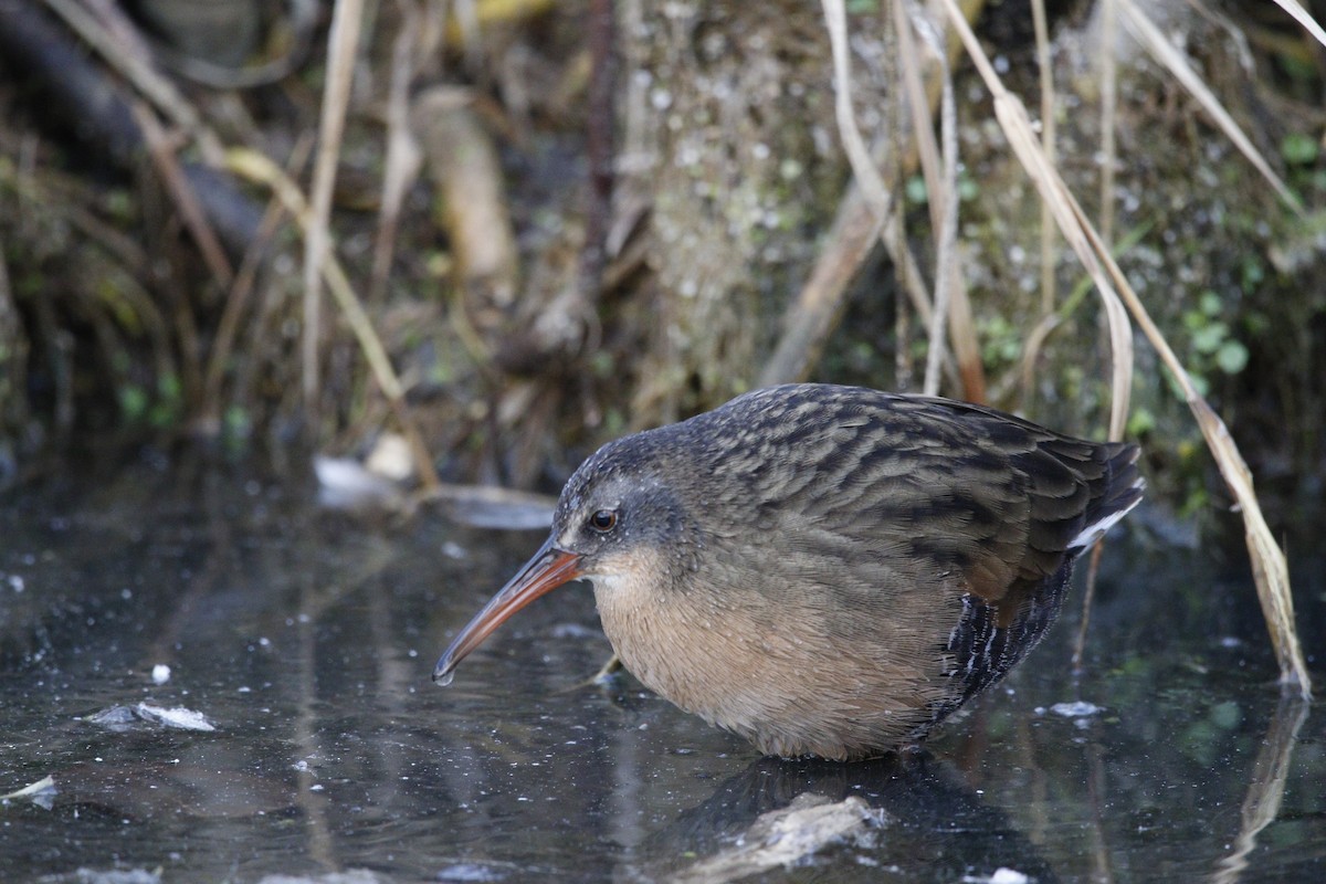 Virginia Rail - ML644623426