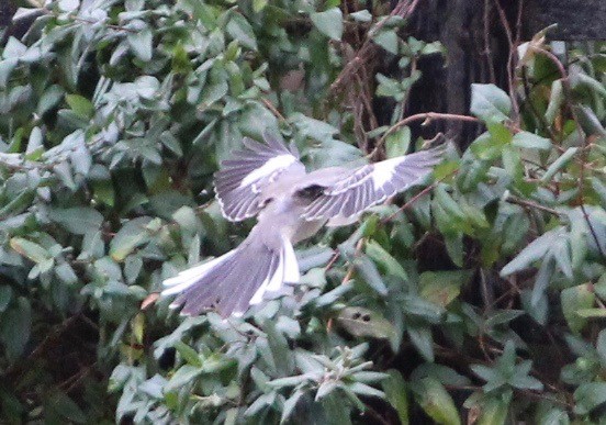 Northern Mockingbird - ML644623432