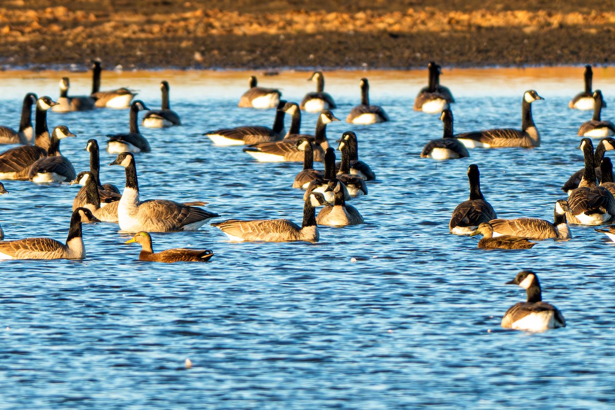 Yeşilbaş x Esmer Ördek - ML644623437