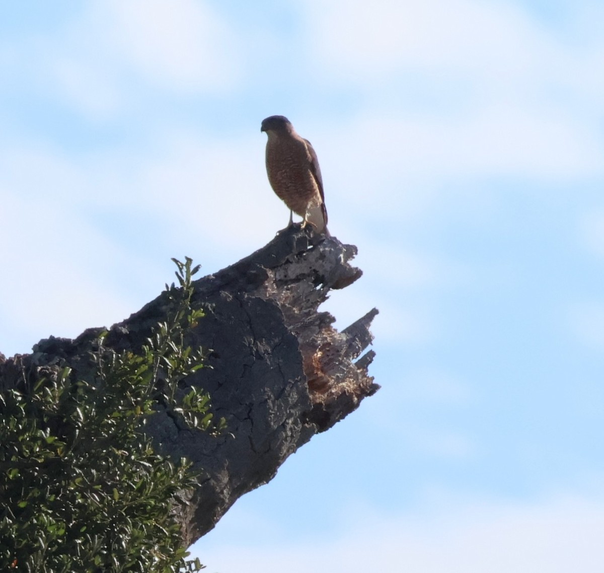 trostehauk - ML644623440