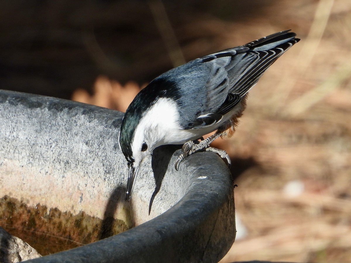 Sittelle à poitrine blanche - ML644623442