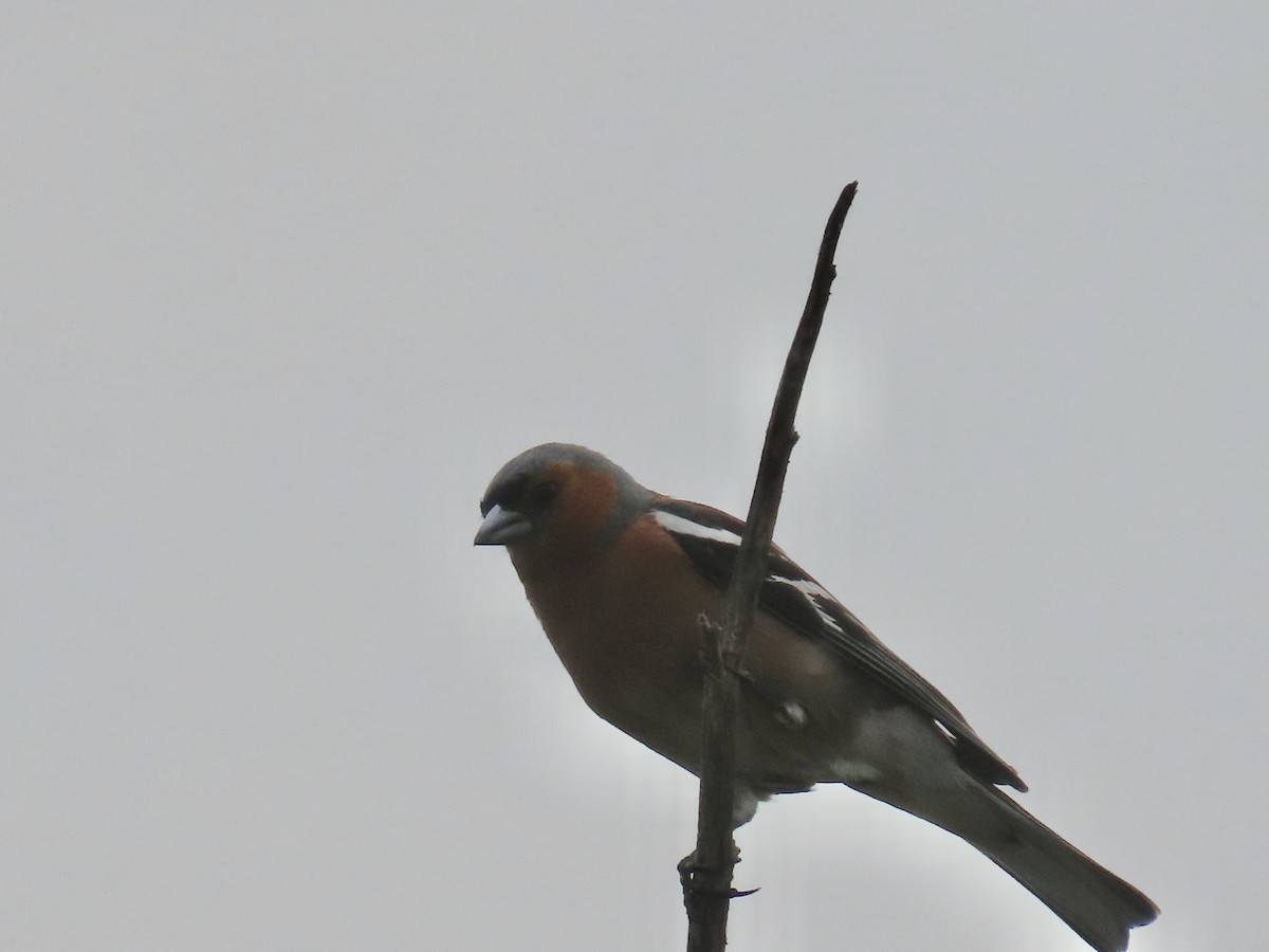 Fringuello - ML644623456