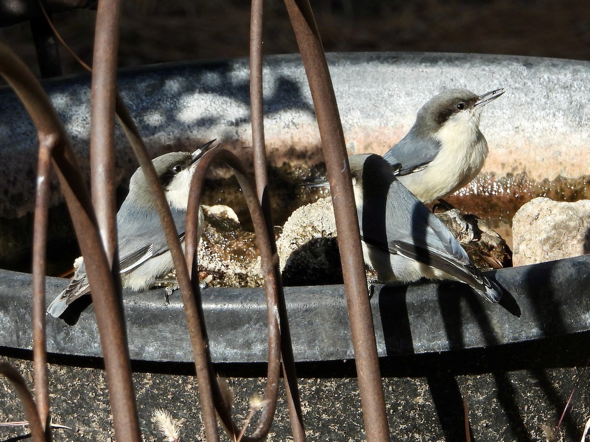 Pygmy Nuthatch - ML644623457