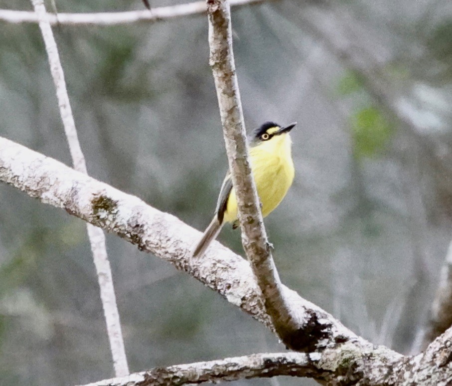 Gray-headed Tody-Flycatcher - ML644623464