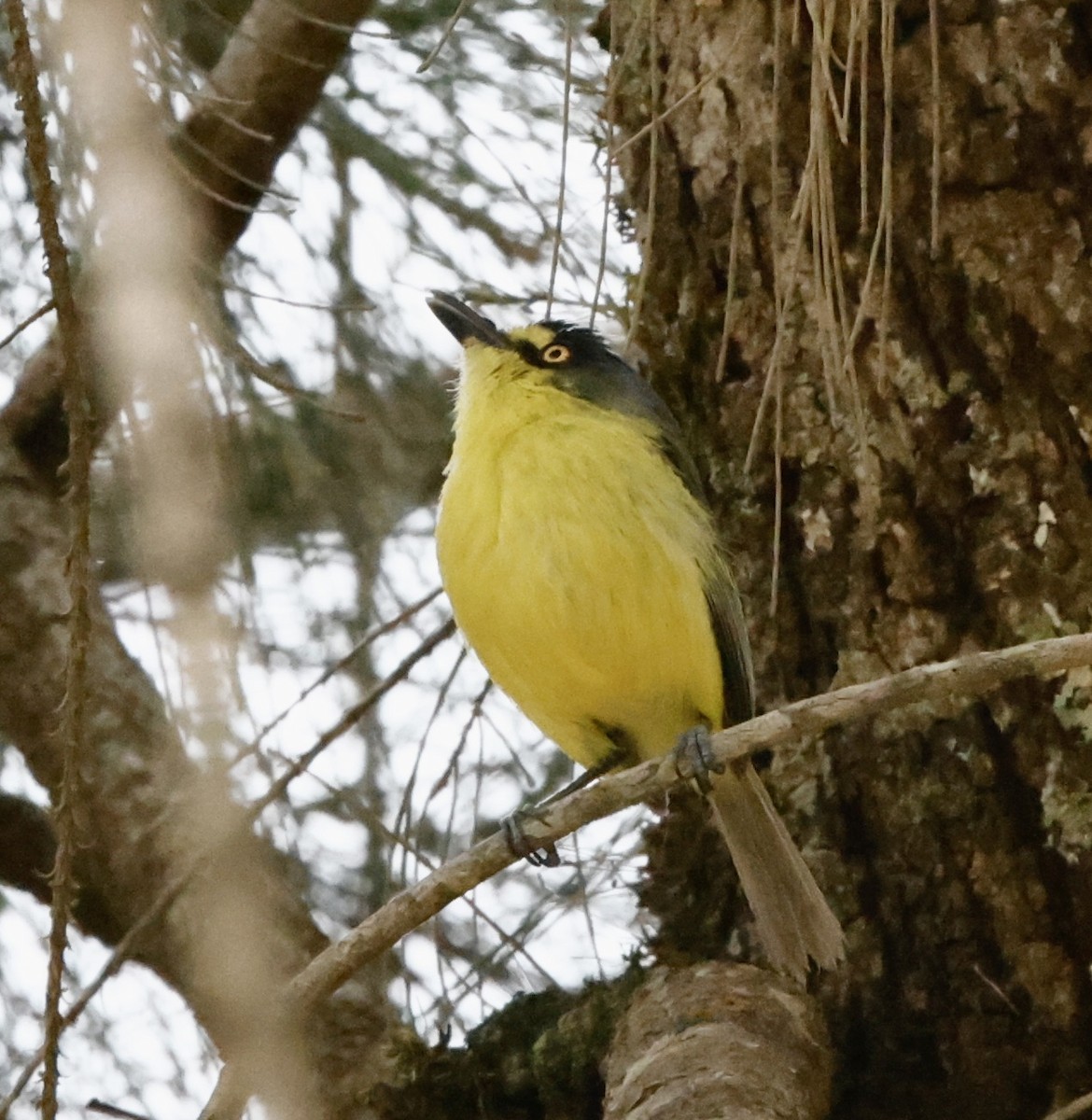 Gray-headed Tody-Flycatcher - ML644623465