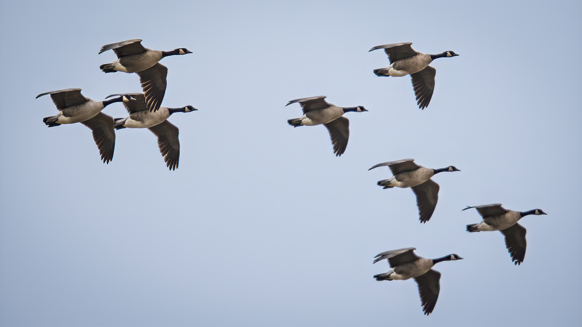 Branta kanadar handia - ML644623469