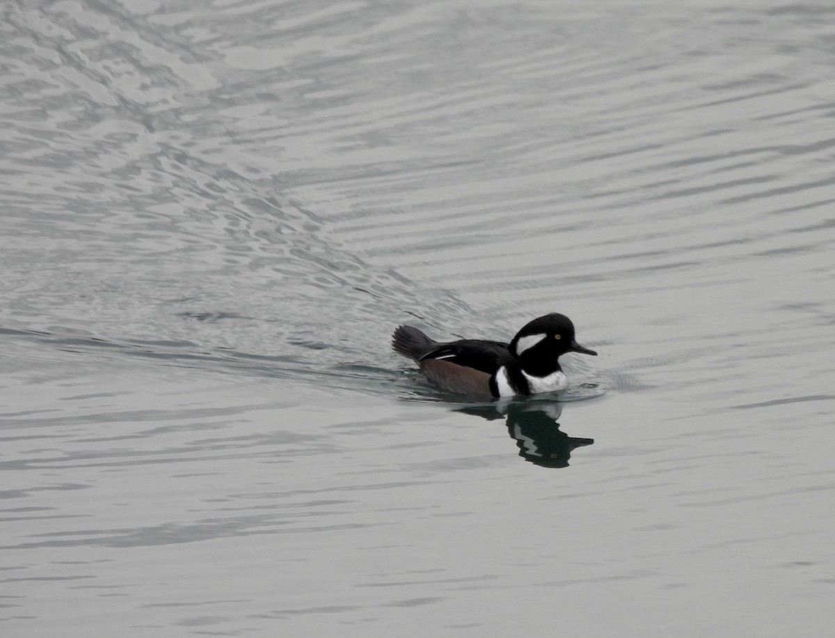 hjelmfiskand - ML644623473