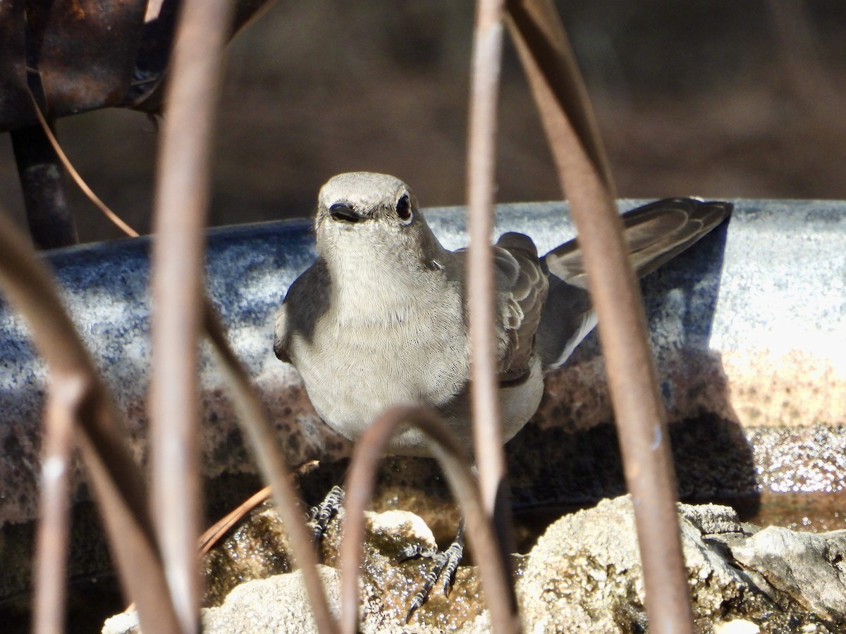 Townsend's Solitaire - ML644623475