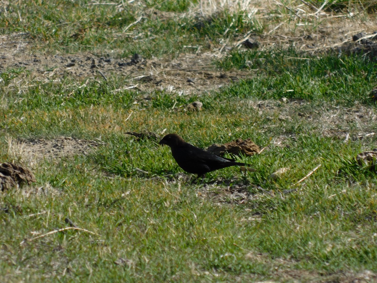 Braunkopf-Kuhstärling - ML644623479