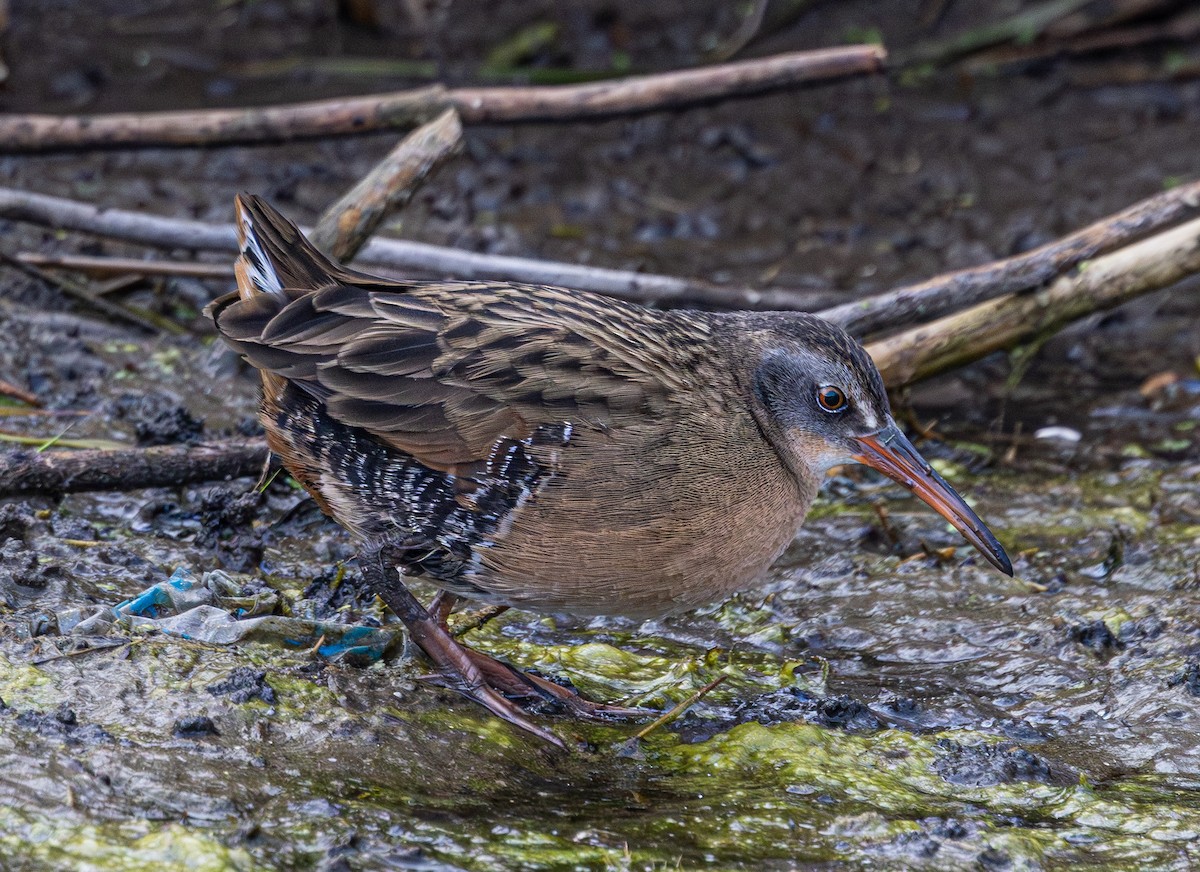 Virginia Rail - ML644623481