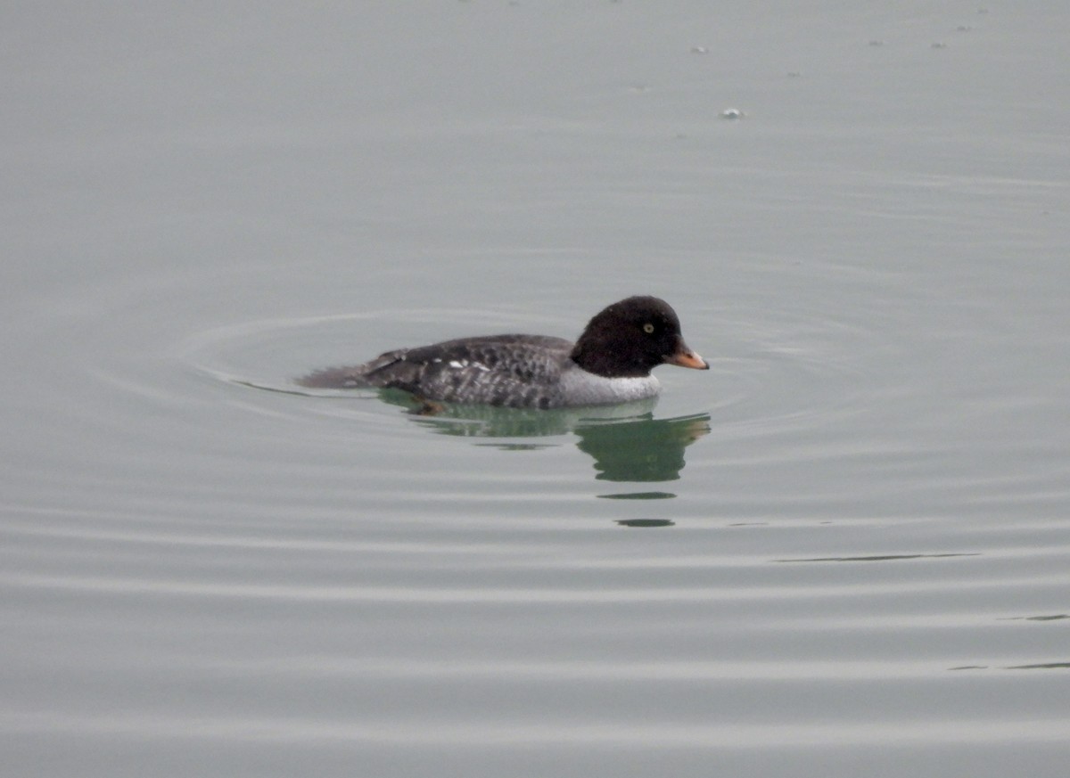 islandsand - ML644623485