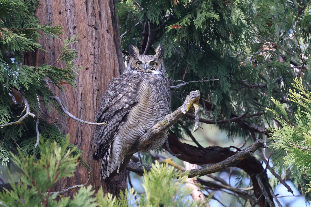 Great Horned Owl - ML644623486