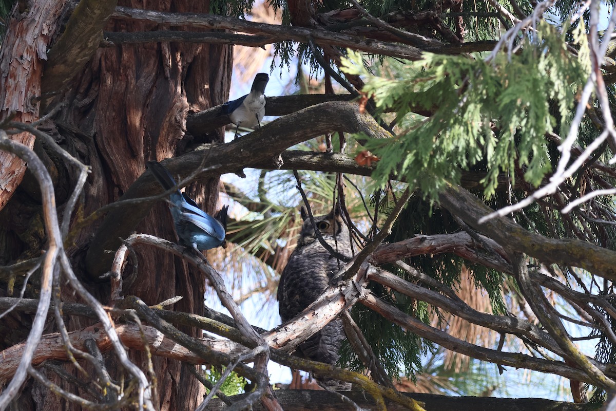 Great Horned Owl - ML644623487