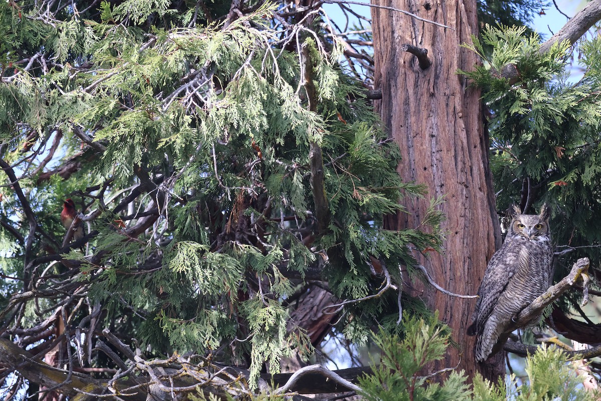 Great Horned Owl - ML644623489