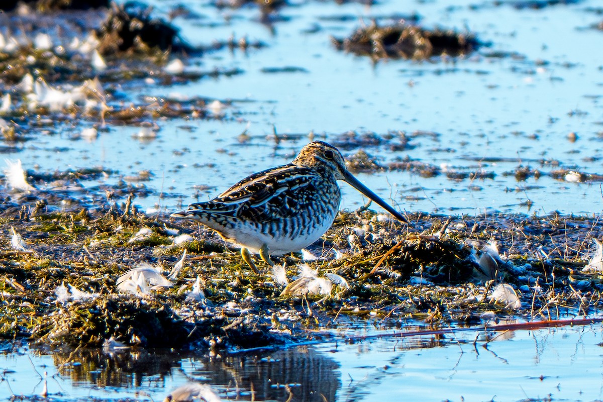 Wilson's Snipe - ML644623490
