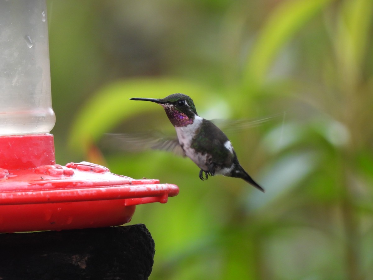 Ak Göbekli Ormanyıldızı - ML644623492