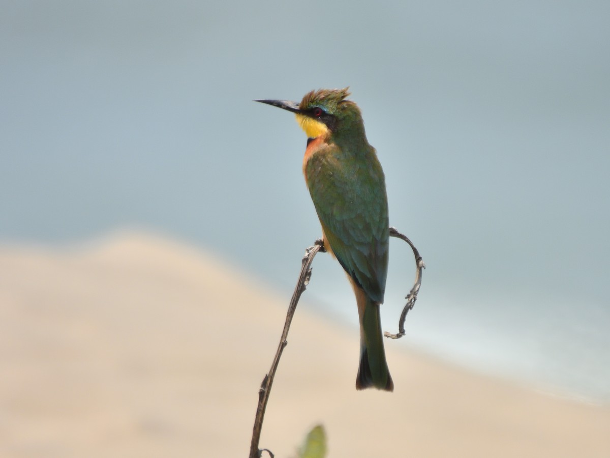 Little Bee-eater - ML644623493