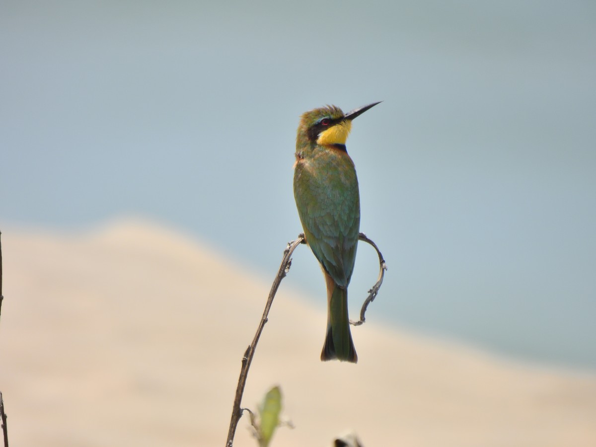 Little Bee-eater - ML644623494