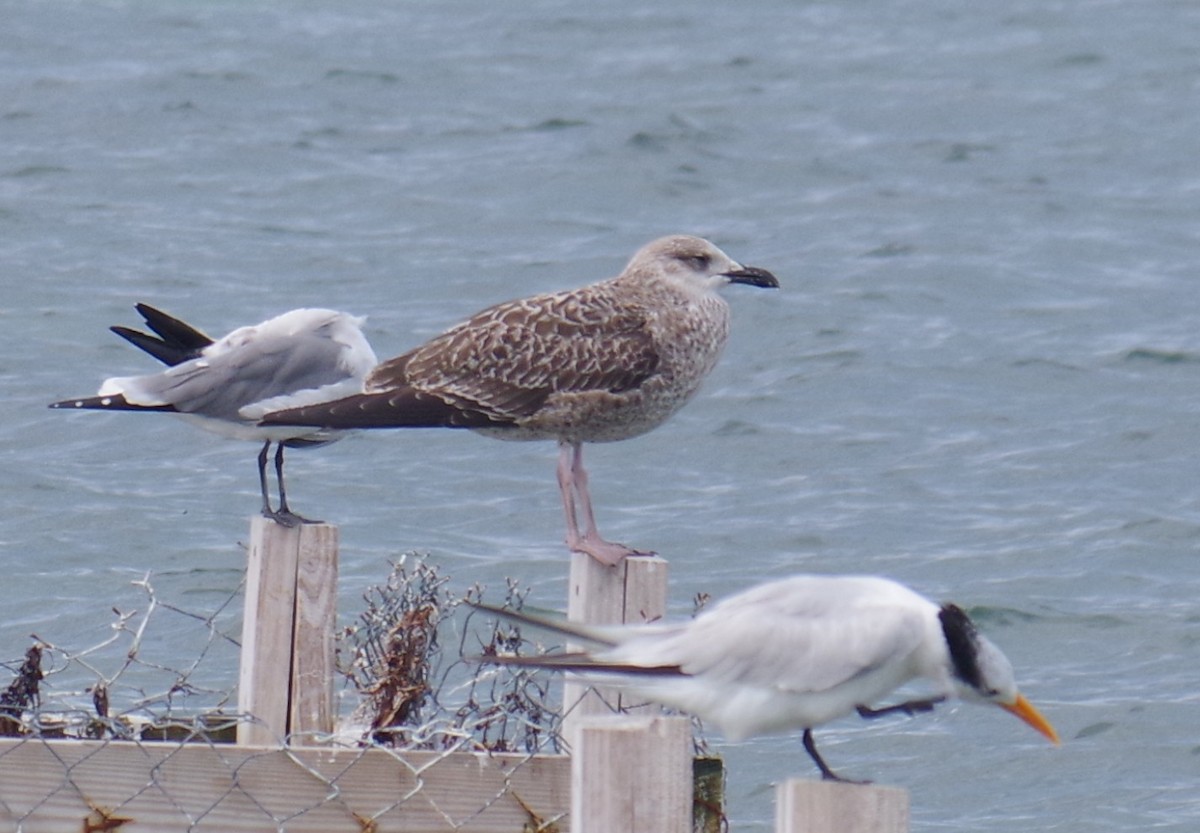 American Herring Gull - ML644623495