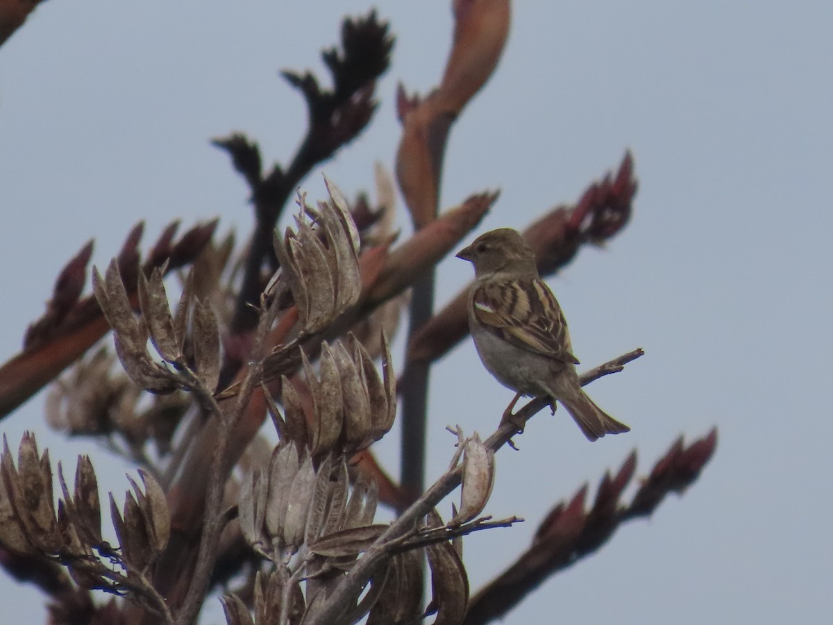 Gorrión Común - ML644623496
