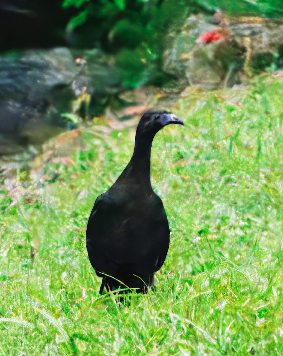 Pénélope unicolore - ML644623501