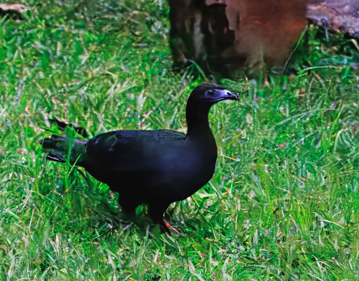 Pénélope unicolore - ML644623502