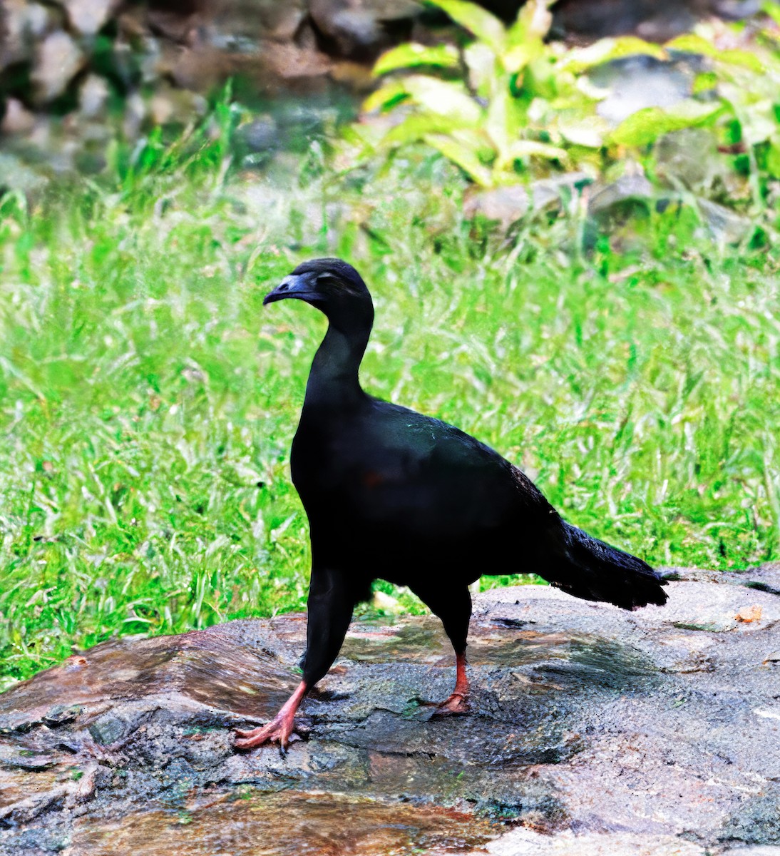 Pénélope unicolore - ML644623504