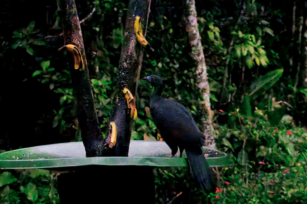 Pénélope unicolore - ML644623505