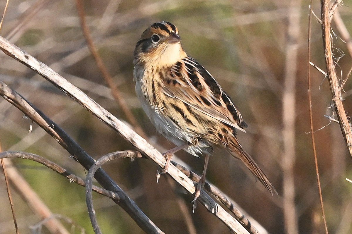 LeConte's Sparrow - ML644623513