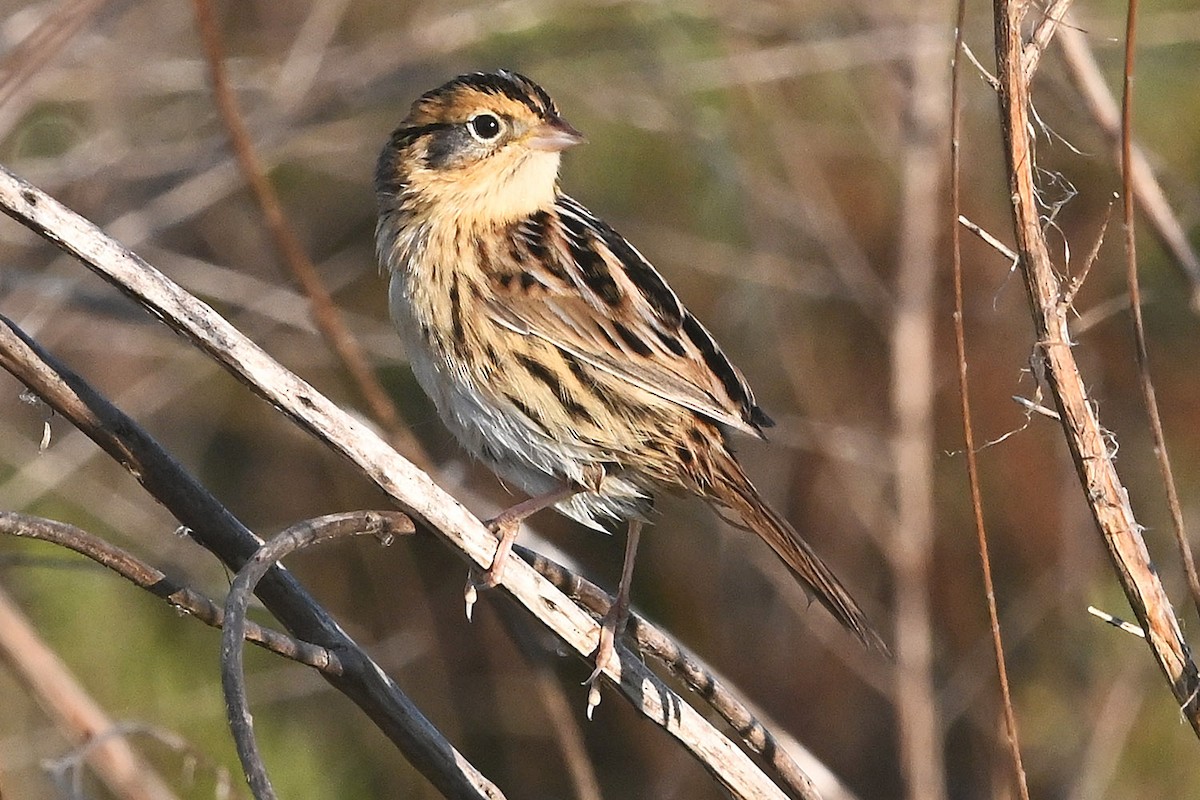 LeConte's Sparrow - ML644623514