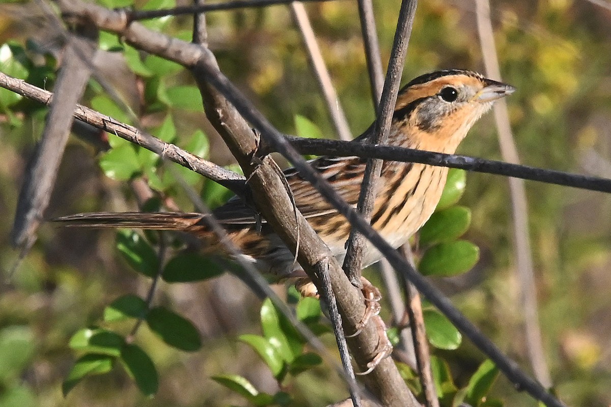 LeConte's Sparrow - ML644623515