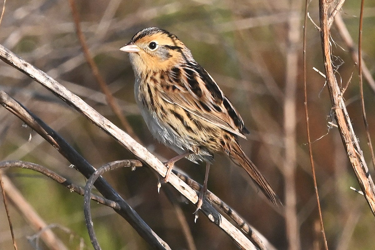 LeConte's Sparrow - ML644623516