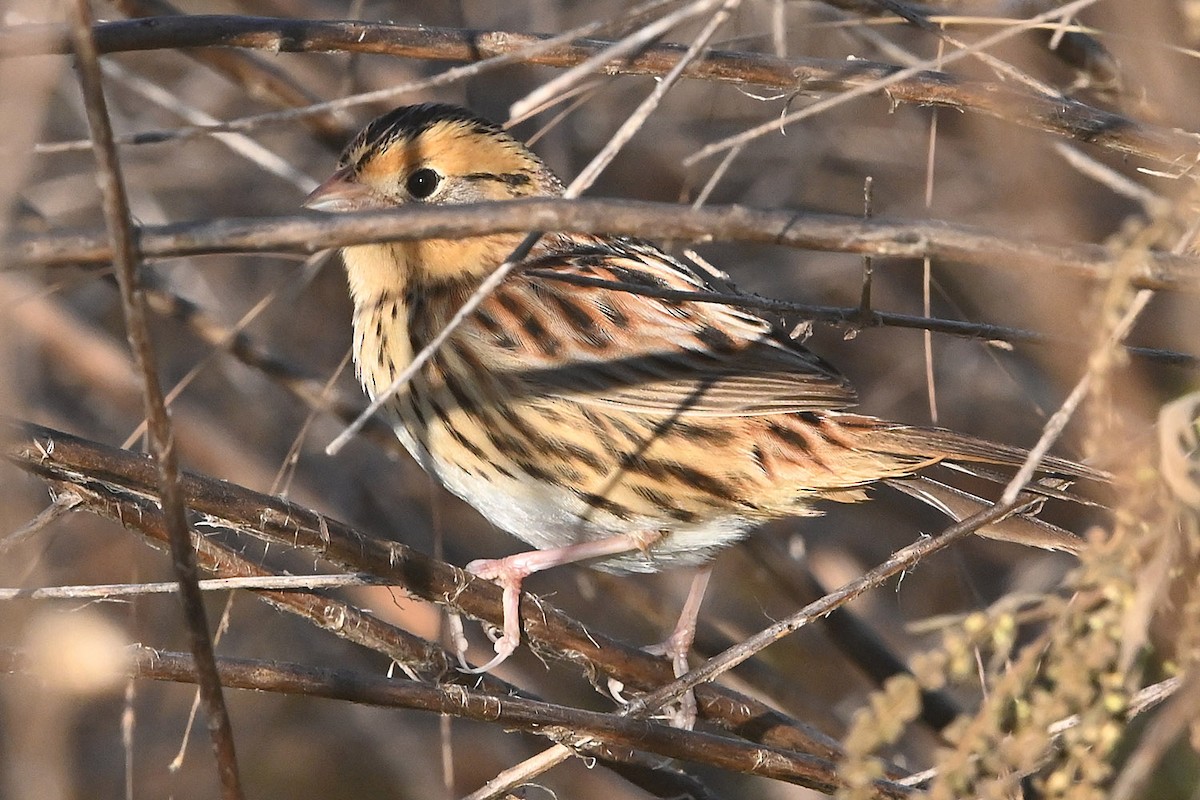 LeConte's Sparrow - ML644623517
