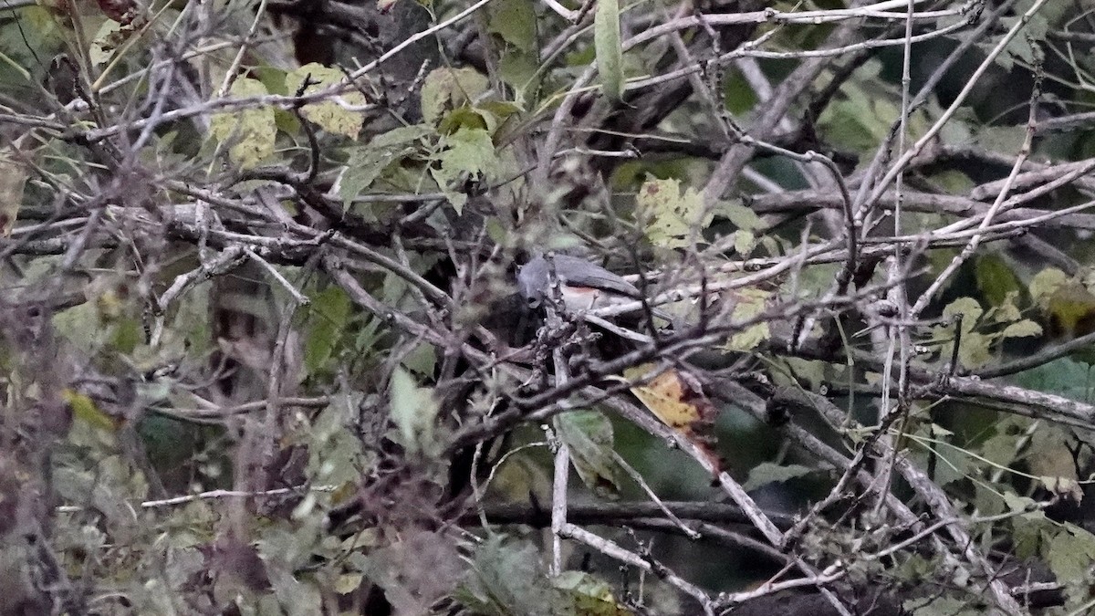 Tufted Titmouse - ML644623529