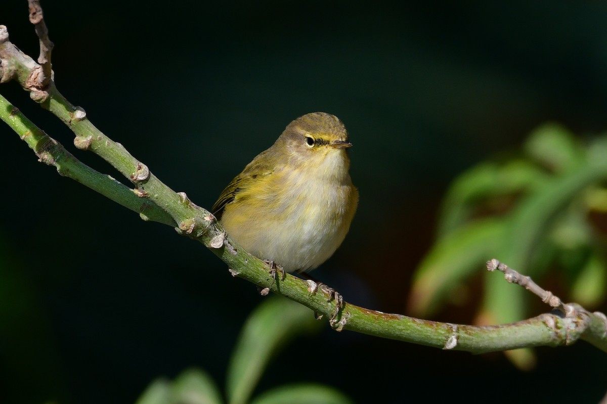 Pouillot fitis - ML644623535