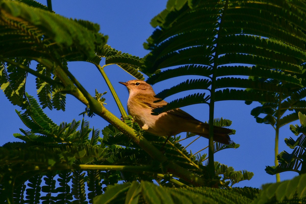 Pouillot fitis - ML644623536