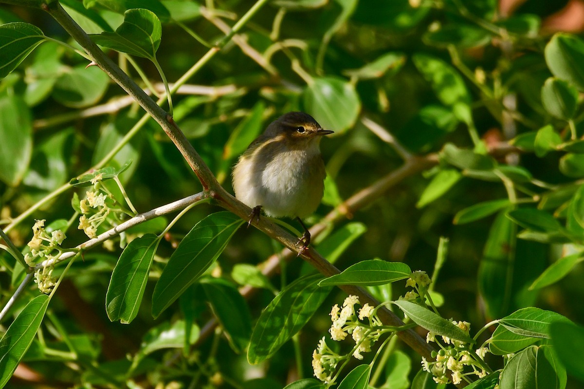 Pouillot fitis - ML644623537