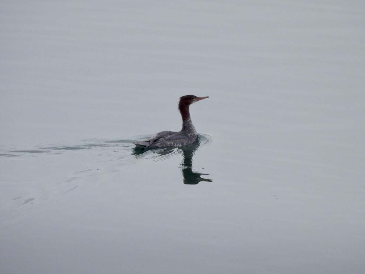 laksand - ML644623539