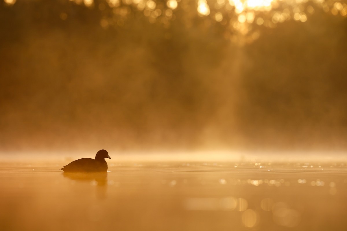 American Coot - ML644623543