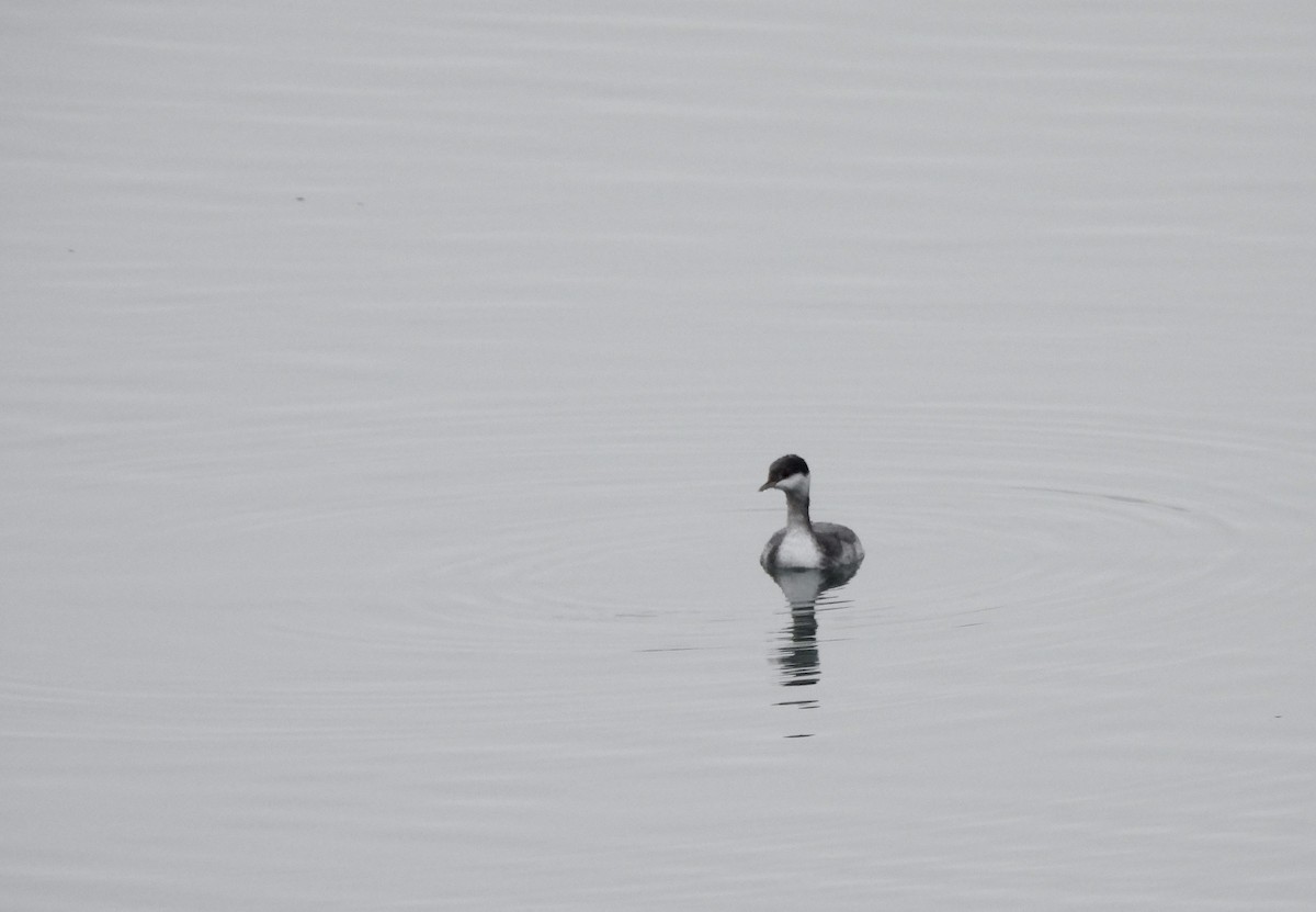 horndykker - ML644623544