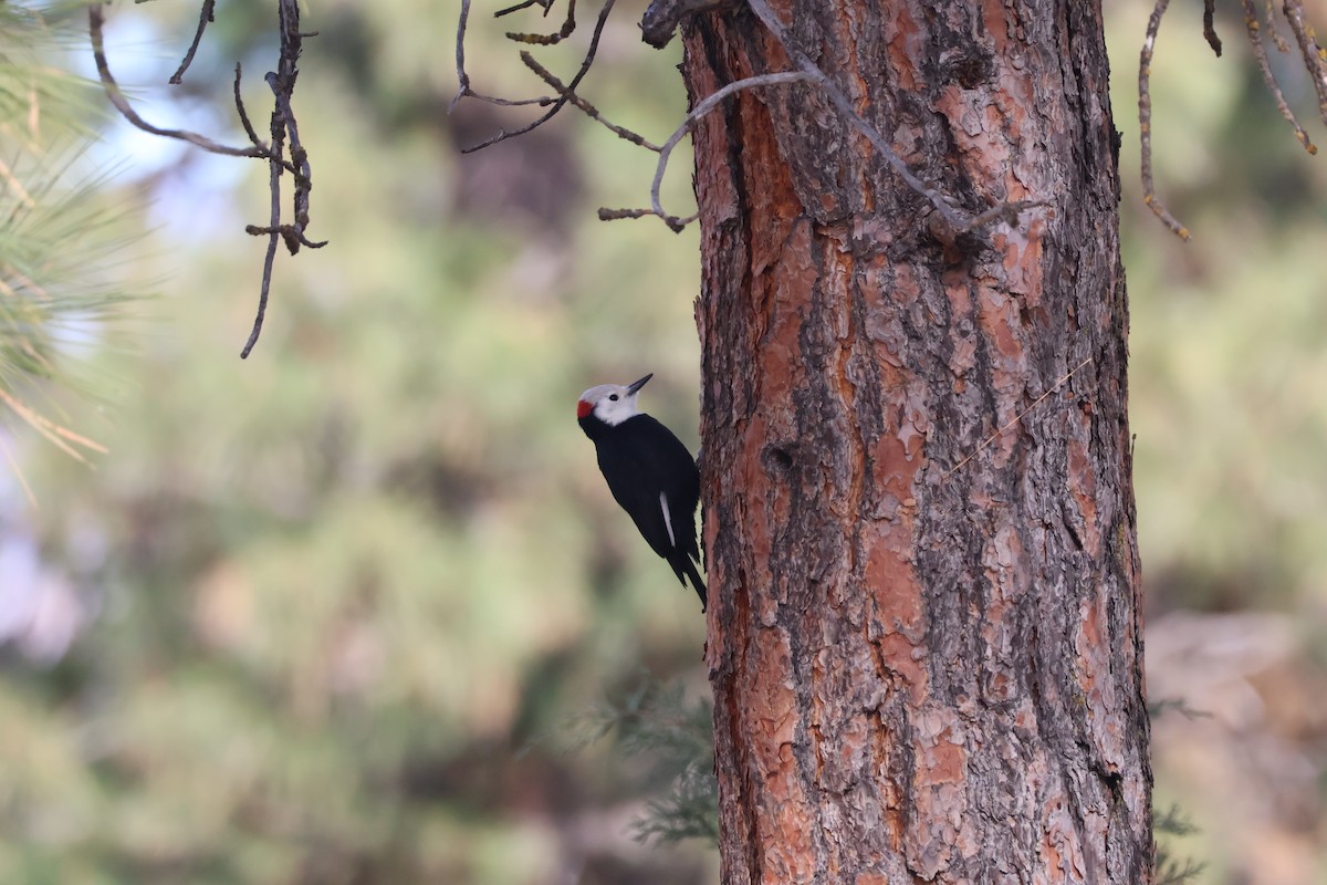 シロガシラキツツキ - ML644623545