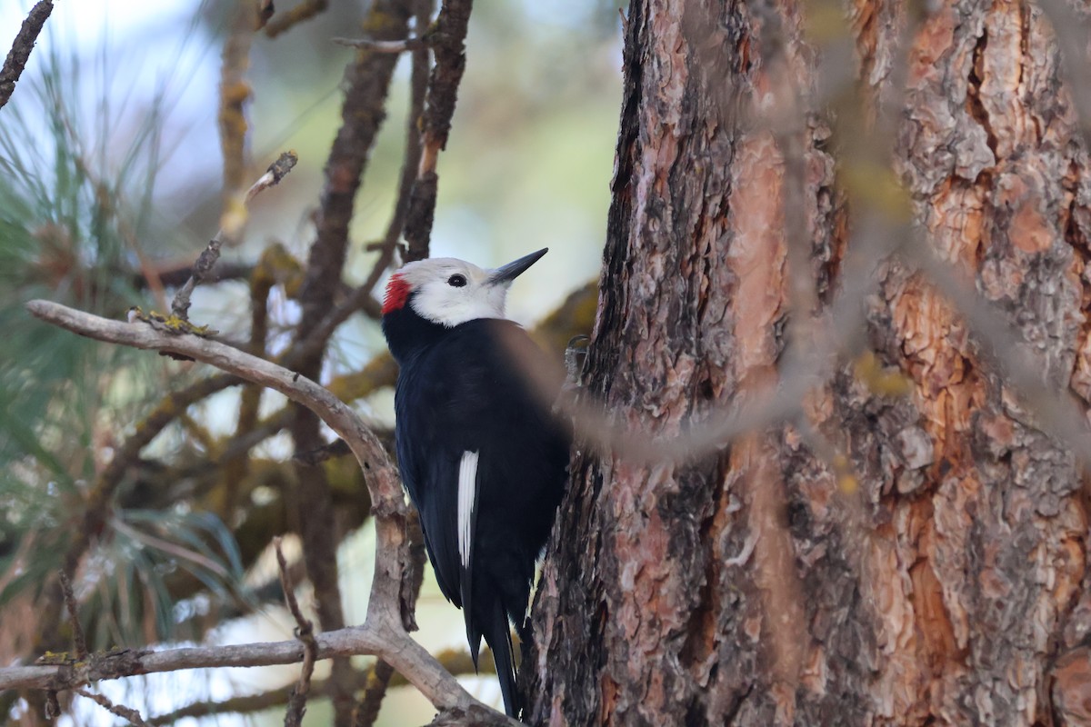 シロガシラキツツキ - ML644623546