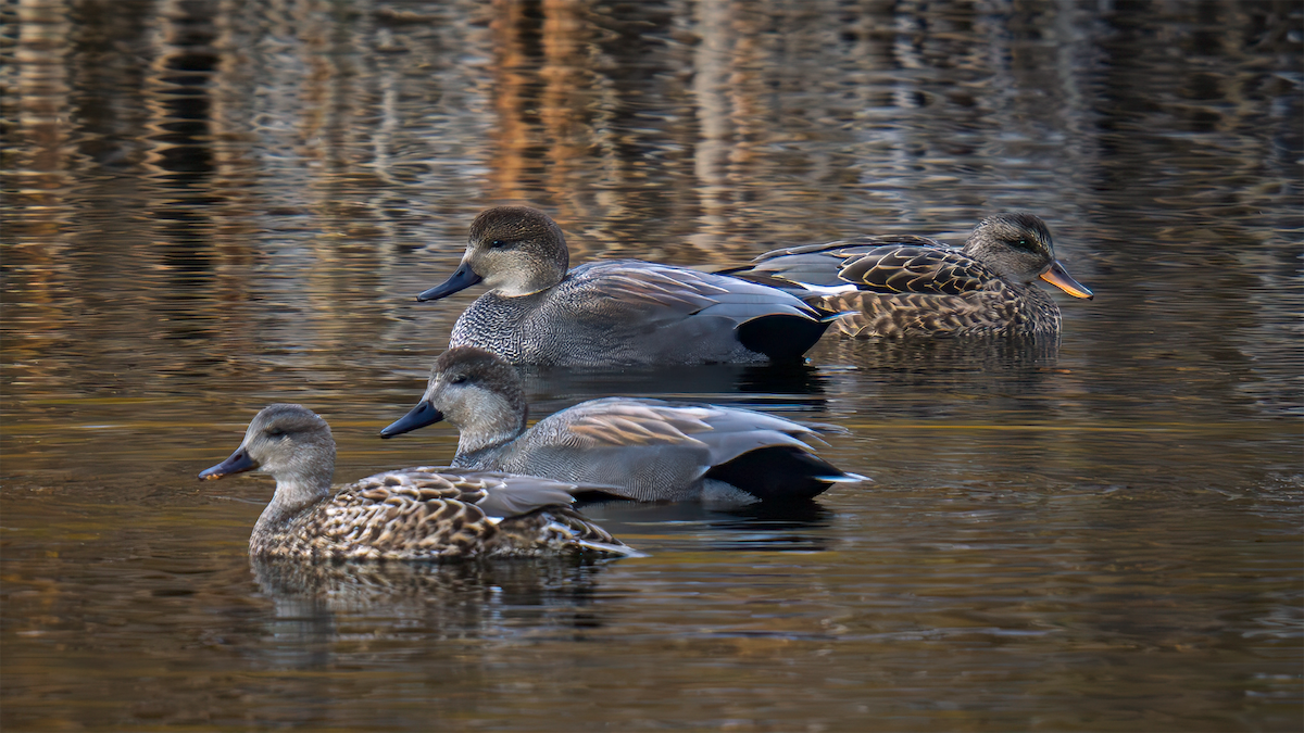 オカヨシガモ - ML644623547