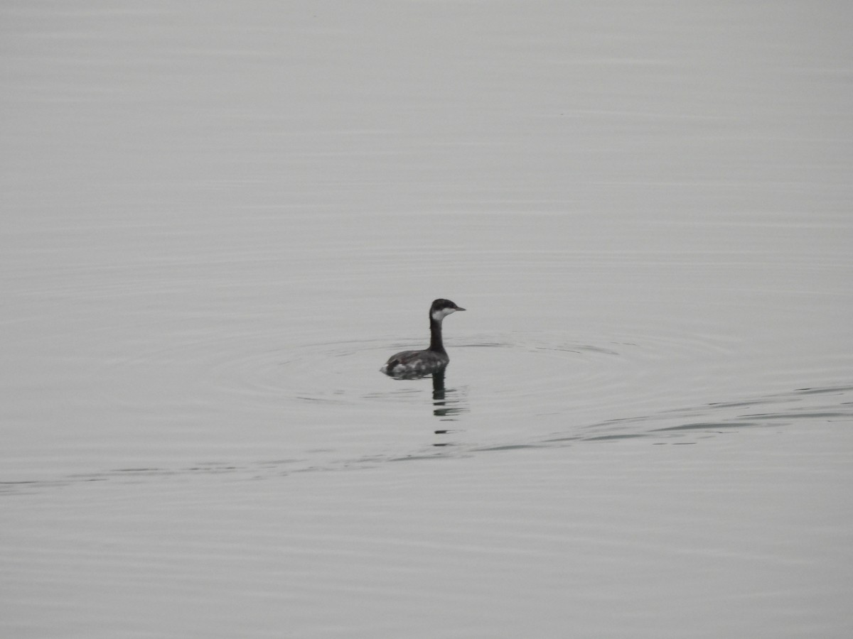 horndykker - ML644623548